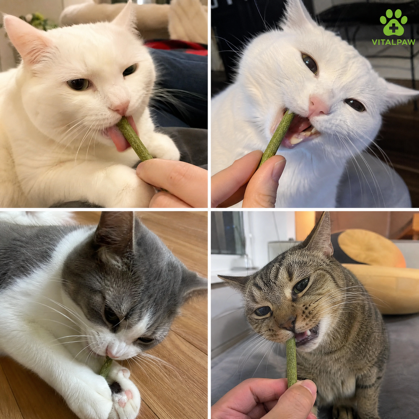 Cat Grass Teething Sticks